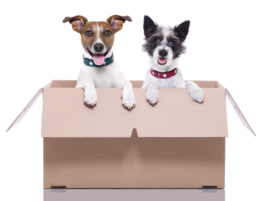 Selling Your Home... With Pets 2 Selling Your Home with Pets - Tampa Bay Homes