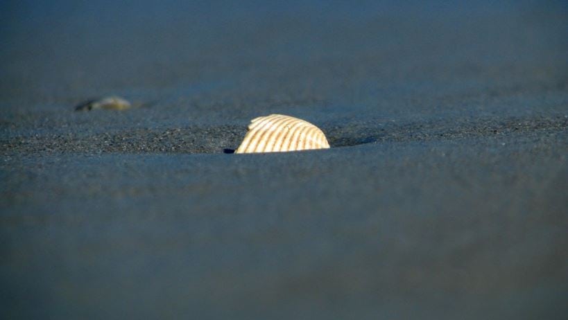 Tampa Bay Watch Cancels Great Bay Scallop Search