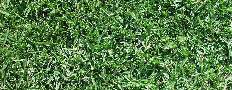 When To Water Your Lawn In Hillsborough County