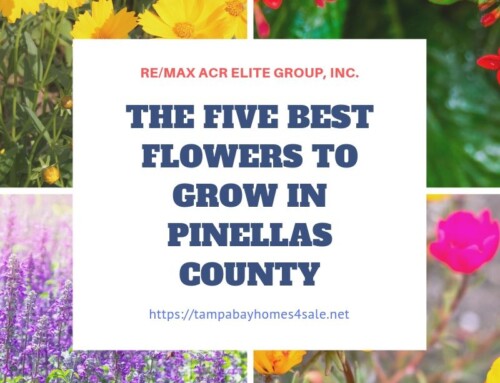 The Five Best Flowers To Grow In Pinellas County