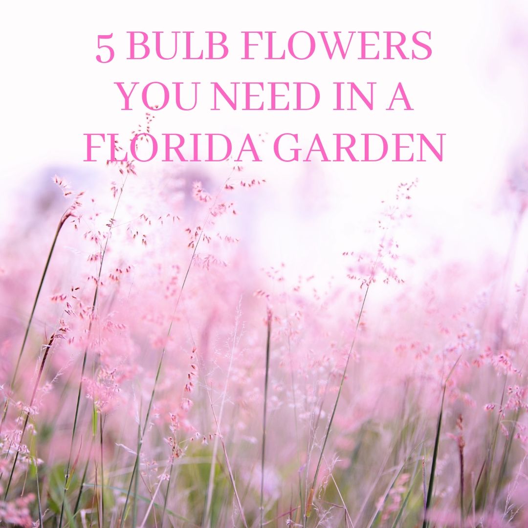 5 Bulb Flowers You Need In a Florida Garden