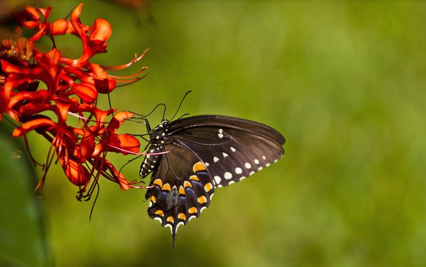Creating A Butterfly Garden In Tampa
