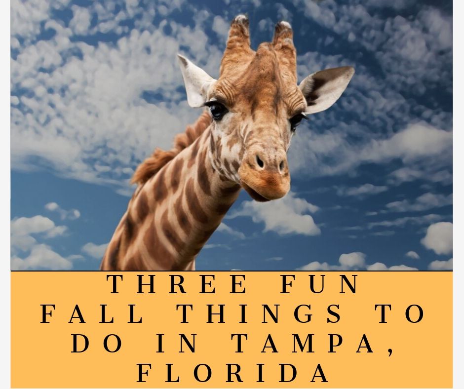 Three Fun Fall Things To Do in Tampa Florida