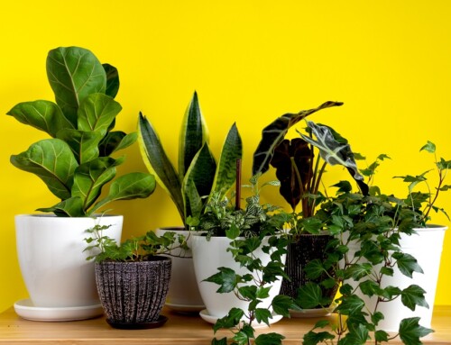 3 Tips for Using Plants in Home Staging