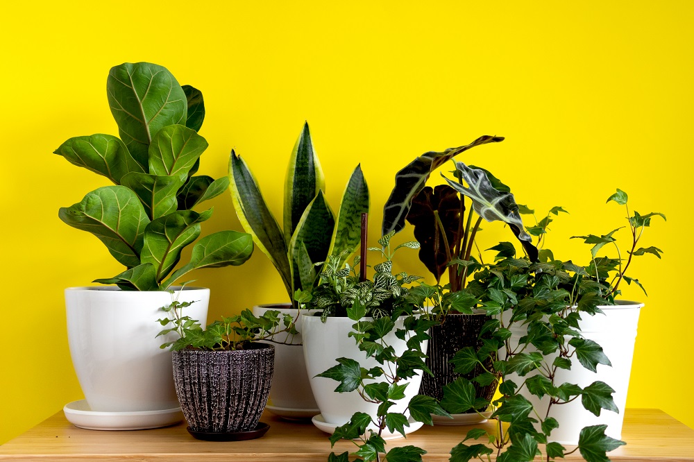 3 Tips for Using Plants in Home Staging When You Sell a Home in Tampa Bay