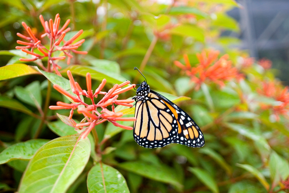 The Best Native Plants for Your Yard in Tampa Bay